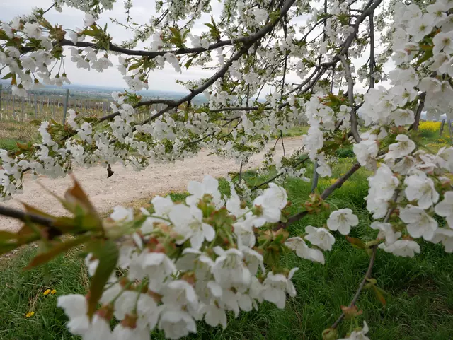 die Natur erwacht | Foto: Ich