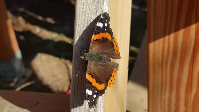Der Frühling hält Einzug im Waldorfkindergarten Neustadt. | Foto: Eva Bender
