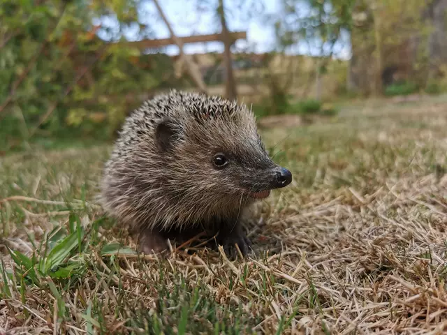 Seit April sind Igel wieder unterwegs – doch sie stoßen auf Zäune, die ihnen den Lebensraum nehmen | Foto: Roger Cornitzius