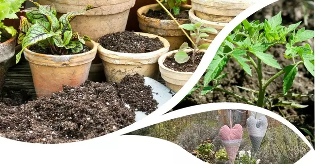 Pflanzenmarkt der evangelischen Christusgemeinde am Mühlenbrunnen in Haßloch am 3. Mai 2025. | Foto: Evangelische Christusgemeinde Haßloch