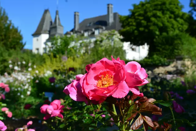 Rosen am Schloss Munsbach | Foto: VisitGuttland/Lëtzebuerger Rousefrënn