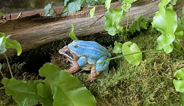 Moorfroschpaar (Modell) – die Art mit den blau gefärbten Männchen ist bei uns sehr selten geworden  | Foto: Katharina Schneeberg