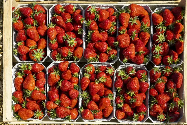 Foto: VSSE/Jürgen Rösner