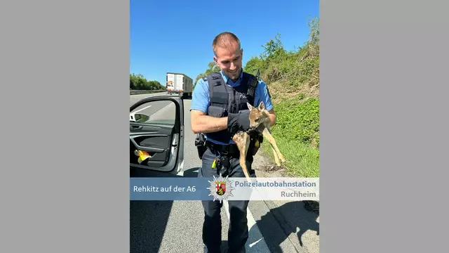 Die Polizei hat ein Rehkitz gerettet, das auf der A6 unterwegs war | Foto: Autobahnpolizei Ruchheim