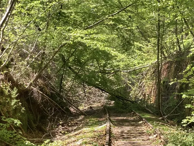 Lost Place: Stempelkopftunnel im Pfälzerwald  | Foto: Anouar Touir