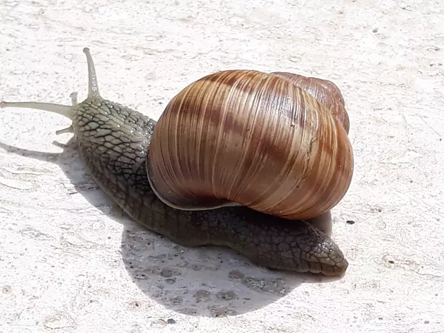 Foto: ELISABETH WEBER