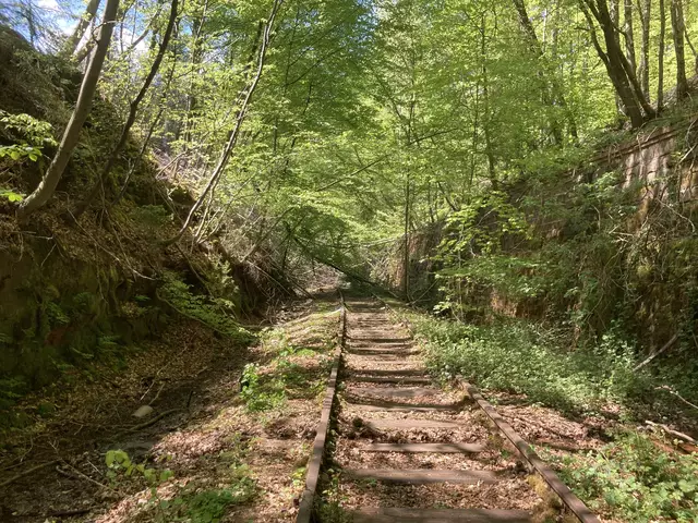 Lost Place: Stempelkopftunnel im Pfälzerwald  | Foto: Anouar Touir
