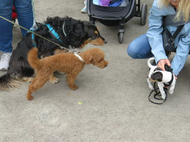 Das erste Mal mit Hundebegleitung | Foto: Brigitte Melder