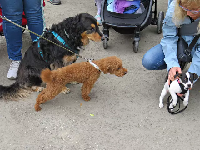 Der Welpe löste natürlich Knuddelalarm aus | Foto: Brigitte Melder