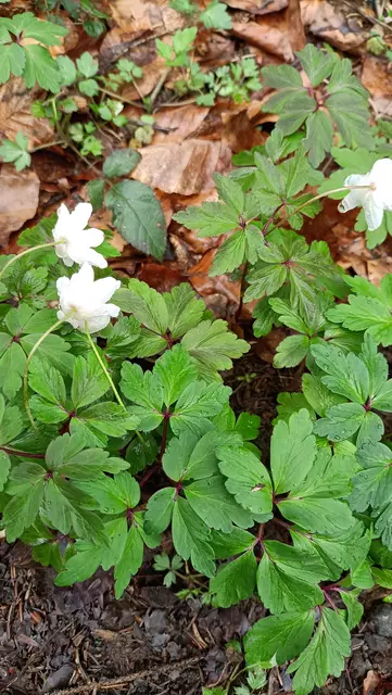 Blumen am Wegesrand | Foto: Ich