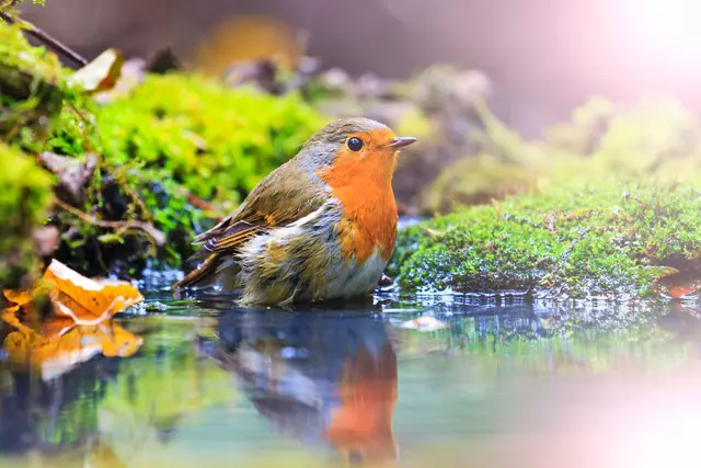 Vogel im Garten Symbolbild | Foto: drakuliren/stock.adobe.com
