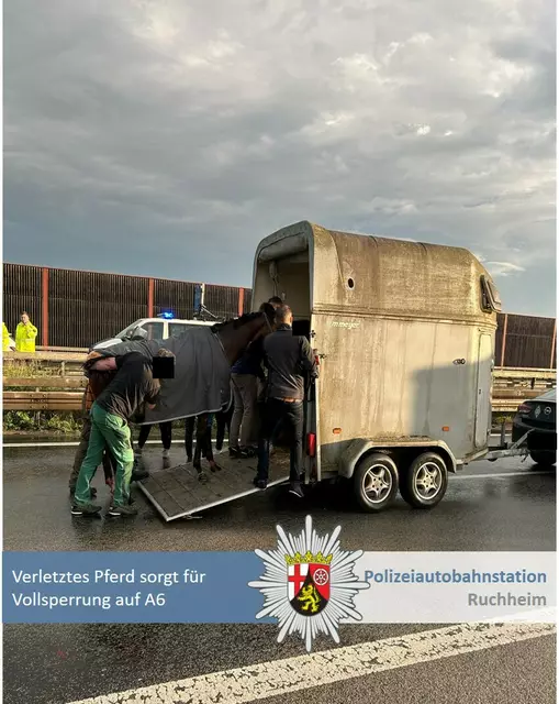 Das verletzte Pferd wurde in eine Pferdeklinik gebracht. | Foto:  POL-PDNW