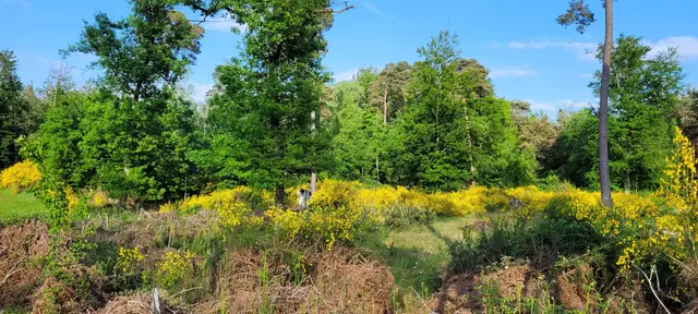 Besenginster im Bienwald  | Foto: Andrea Abt 