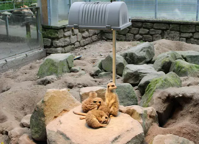 Auch hier hat sich Nachwuchs eingestellt: Erdmännchen | Foto: Monika Klein