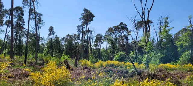 Besenginster auf geschädigter Waldfläche im Bienwald  | Foto: Andrea Abt 
