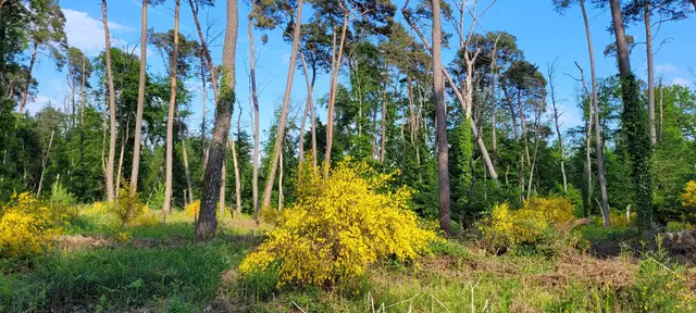 Besenginster im trockenen Bienwald bei Jockgrim | Foto: Andrea Abt 