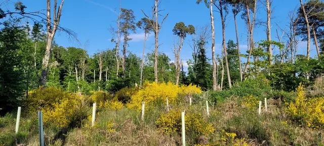 Besenginster auf geschädigter Waldfläche im Bienwald. Im Vordergrund Wuchshüllen mit Baumpflanzen | Foto: Andrea Abt 