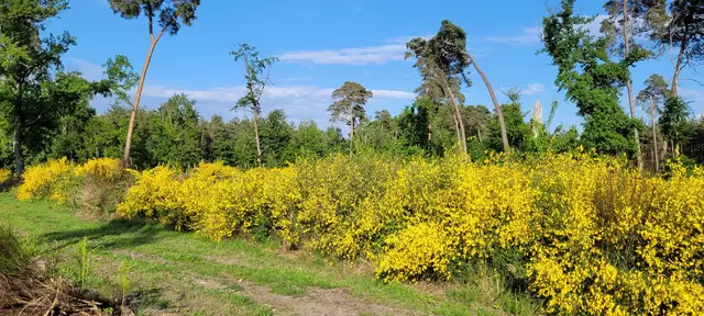 Besenginster im Bienwald  | Foto: Andrea Abt 