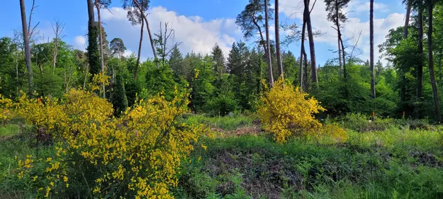 Besenginster auf sandigem Boden im Bienwald  | Foto: Andrea Abt 