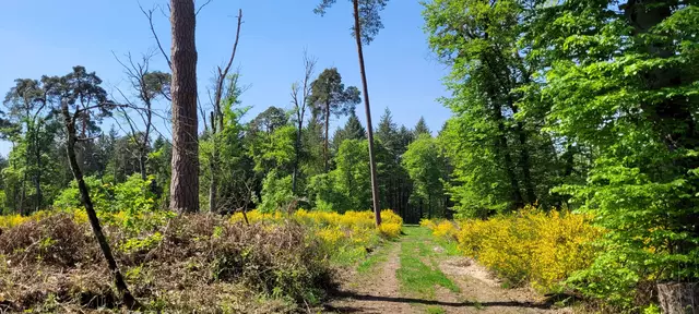 Besenginster im Bienwald  | Foto: Andrea Abt 