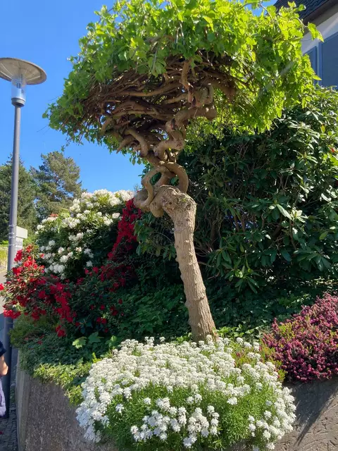 die Natur blüht | Foto: Ich