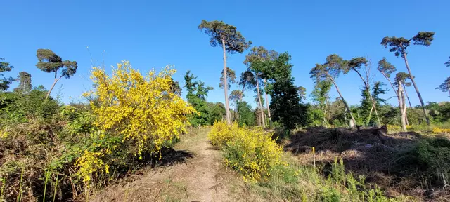 Besenginster im Bienwald bei Jockgrim | Foto: Andrea Abt 