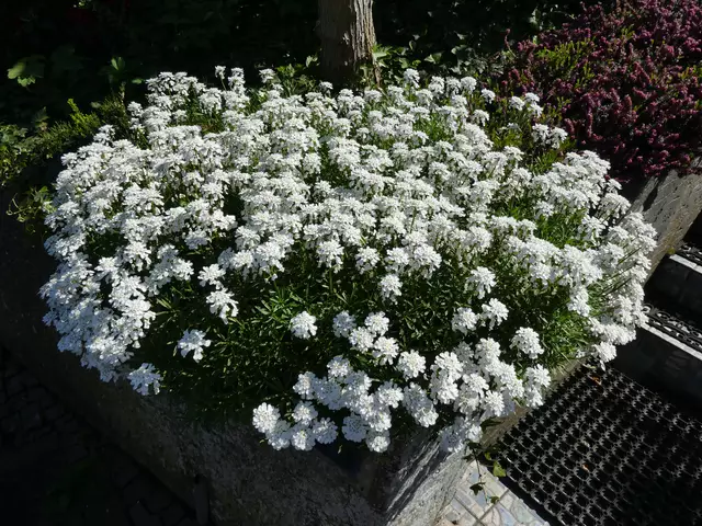 Blumen 2 | Foto: Ich