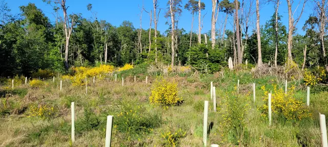 Besenginster zwischen Wuchshüllen  | Foto: Andrea Abt 