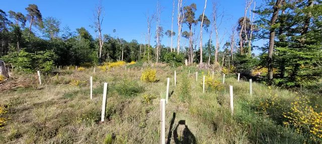 Besenginster zwischen den neu gepflanzten Bäumen in Wuchshüllen | Foto: Andrea Abt 
