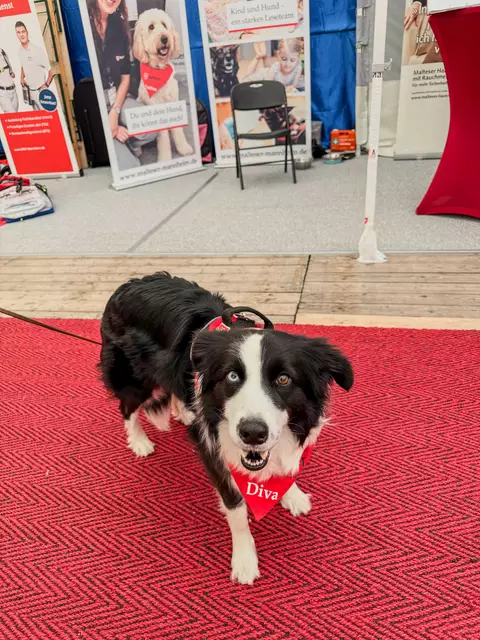 Ich bin ein Besuchshund | Foto: Wolfgang Neuberth