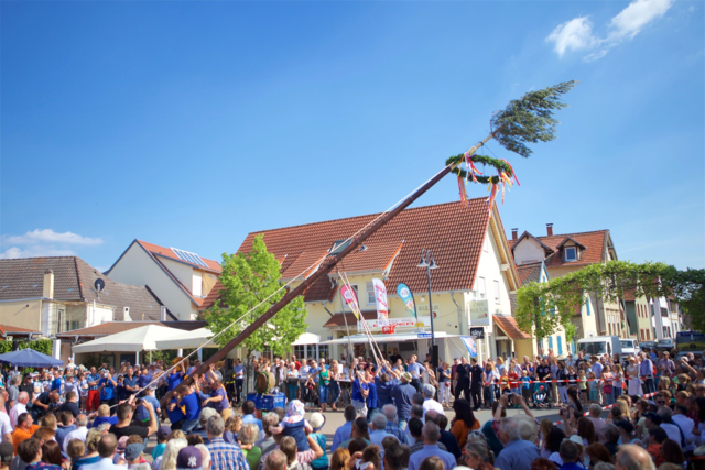 Der Kerwebaum wird feierlich mit musikalischer Umrahmung von der Landjugend und den Schorlebuwe auf dem Dorfplatz-Alter Schulhof aufgestellt. | Foto: Tourist Deidesheim