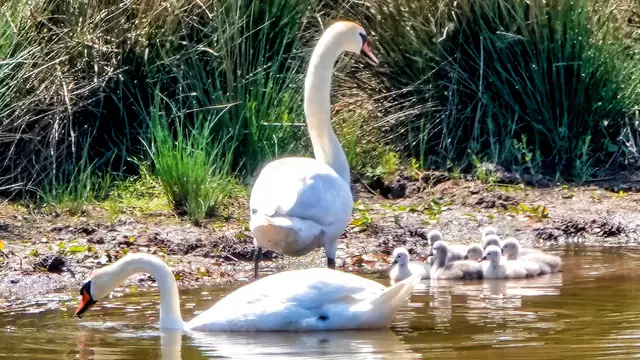 Es sieht aus wie eine Schwanen-Schwimmschule am Kranichwoog in Hütschenhausen, aber die acht frisch geschlüpften Schwanenküken können fast von Anfang an gut schwimmen. | Foto: Paul Junker