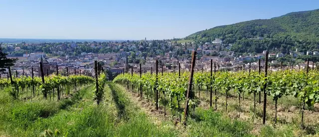Aussicht auf Neustadt | Foto: Ich