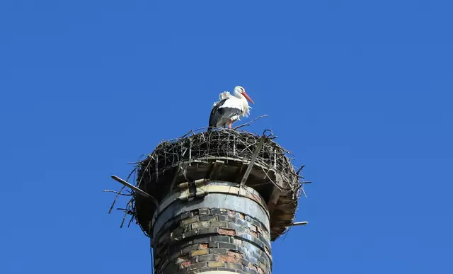 Ganz oben auf dem höchsten Turm der Ziegelei am Rhein bei Sondernheim nisten die Störche | Foto: Heike Schwitalla