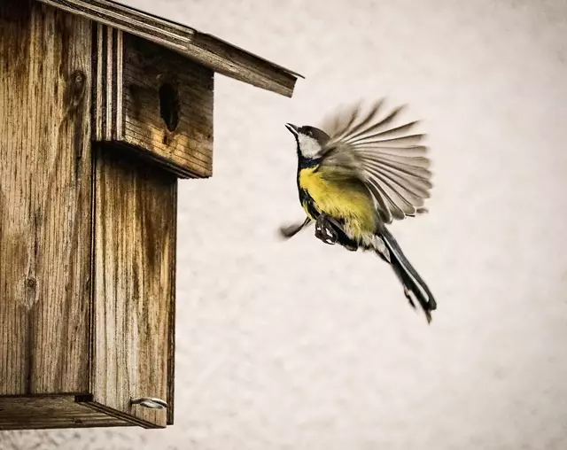 Kohlmeise beim Anflug zum Nistkasten | Foto: Photo Ulrich Mueller