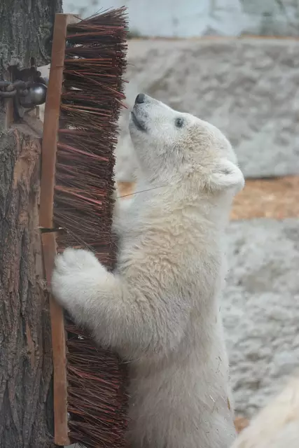 Mika - Zoologischer Stadtgarten Karlsruhe, März 2025 | Foto: Melanie Zürn 
