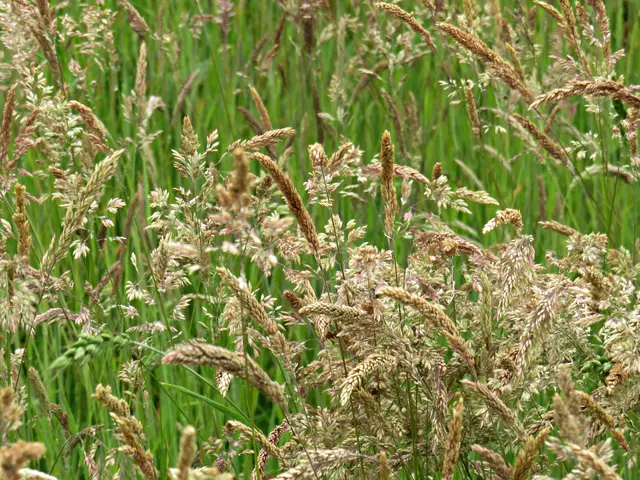 Pferderennbahn überwuchert | Foto: Brigitte Melder