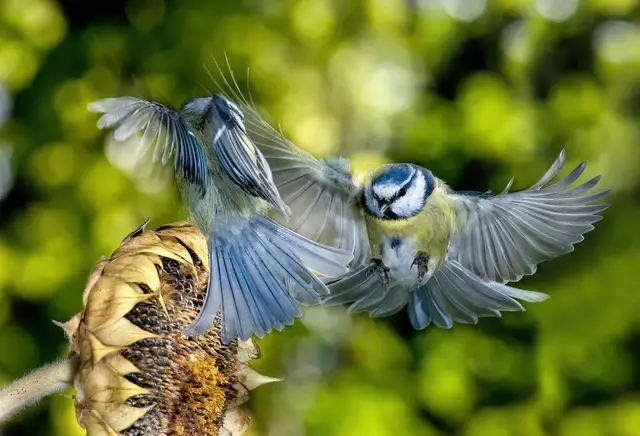36 Streit zweier Blaumeisen um Sonnenblumenkerne. Fotografiert in unserem
Garten in Bolanden mit Lichtschranke | Foto: Uwe Nielsen