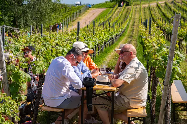 Der Birkweiler Weinfrühling 2025 lädt inmitten der Weinberge des Kastanienbuschs zum Genuss ein – umgeben von beeindruckendem Panorama und typischer Südpfalz-Idylle | Foto: CC-BY Pfalz Touristik, Heimatlichter GmbH