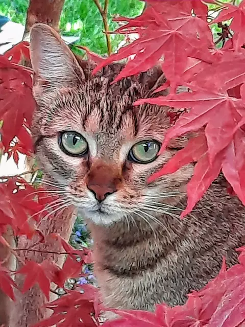 Katze im Garten | Foto: Kristin Hätterich