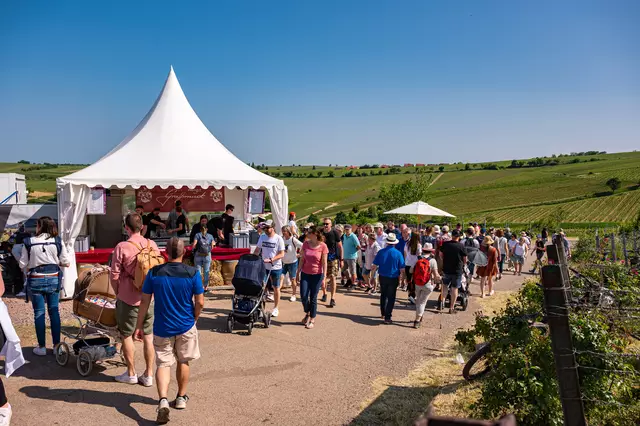 Birkweiler Weinfrühling 2025: Die Weinlage Kastanienbusch begeistert mit regionalen Weinen, malerischem Ambiente und Weitblick über die Rheinebene | Foto: CC-BY Pfalz Touristik, Heimatlichter GmbH