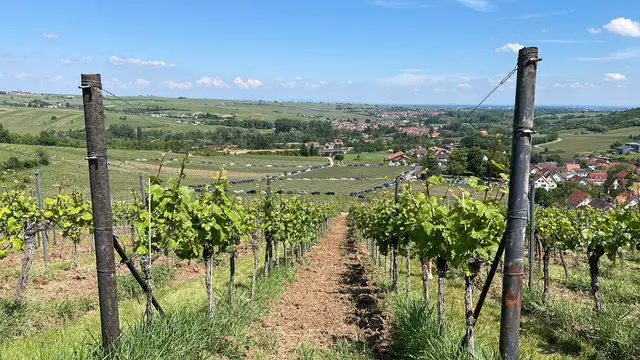 Beim Birkweiler Weinfrühling 2025 eröffnet sich ein eindrucksvoller Blick über das malerische Weindorf Birkweiler und die Weinlandschaft des Kastanienbuschs | Foto: Katharina Wirth