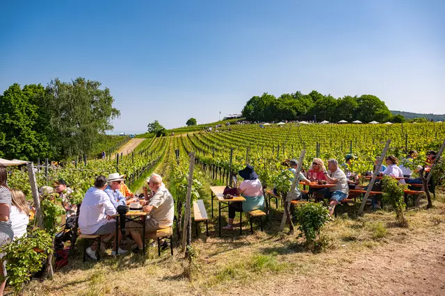 Birkweiler Weinfrühling 2025: Geselligkeit und Weingenuss mitten in den Weinbergen – die Weinlage Kastanienbusch bietet das perfekte Ambiente für entspannte Stunden | Foto: CC-BY Pfalz Touristik, Heimatlichter GmbH