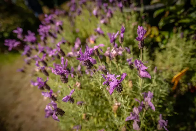 So schön sind die Bellheimer Gartentage 2025 - Pflanzen und vieles mehr für den eigenen Garten | Foto: Paul Needham