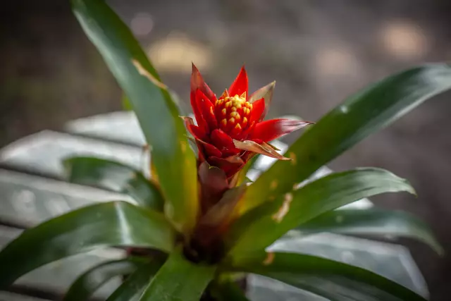 So schön sind die Bellheimer Gartentage 2025 - Pflanzen und vieles mehr für den eigenen Garten | Foto: Paul Needham