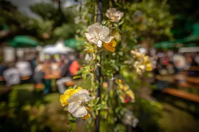 So schön sind die Bellheimer Gartentage 2025 - Pflanzen und vieles mehr für den eigenen Garten | Foto: Paul Needham
