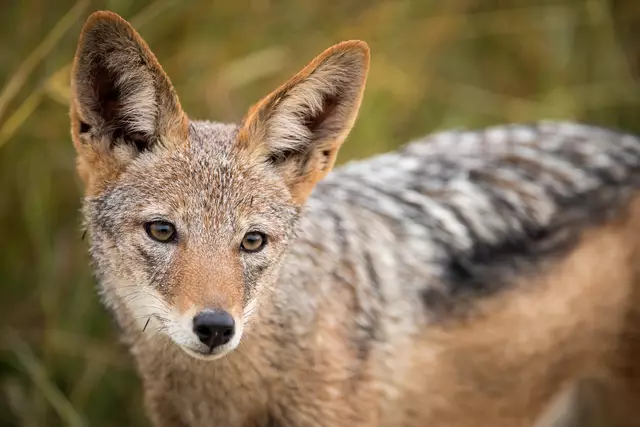 Fotofalle liefert Beweis: Goldschakal im Pfälzerwald gesichtet / Symbolbild | Foto: Udo Kieslich/stock.adobe.com
