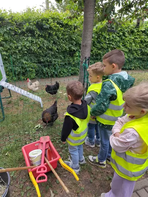 Vier Wochen sind die Hühner in der Kita zuhause. | Foto: Stadtverwaltung Frankenthal