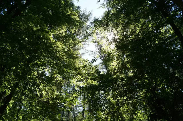 Symbolfoto sommerlicher Wald | Foto: Stephanie Walter