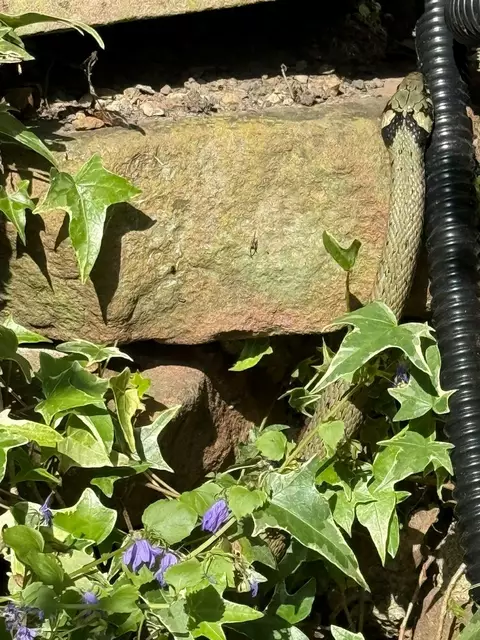 Ringelnatter | Foto: POL-MA